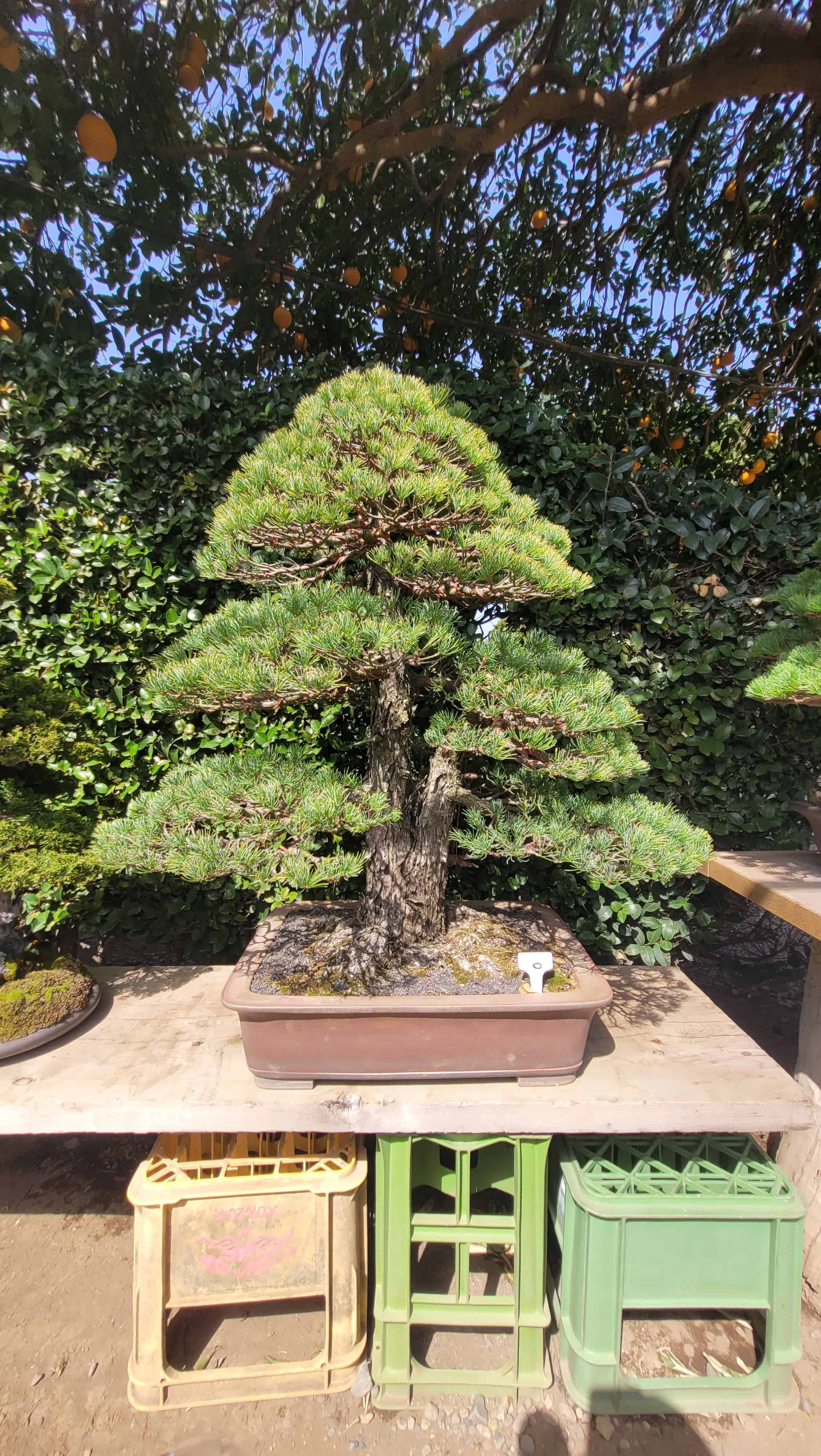 A pine bonsai tree from kimura in Japan